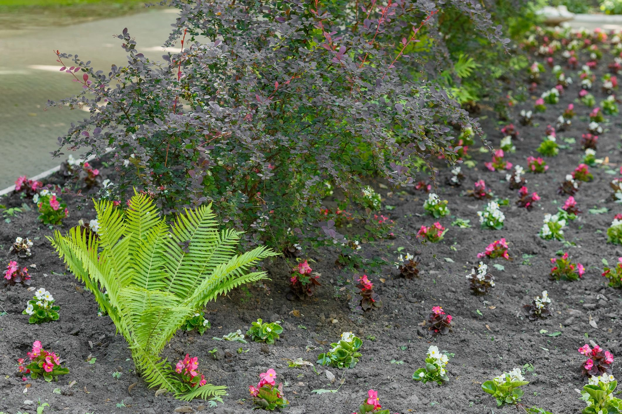 Landscaped planting bed with structured greenery